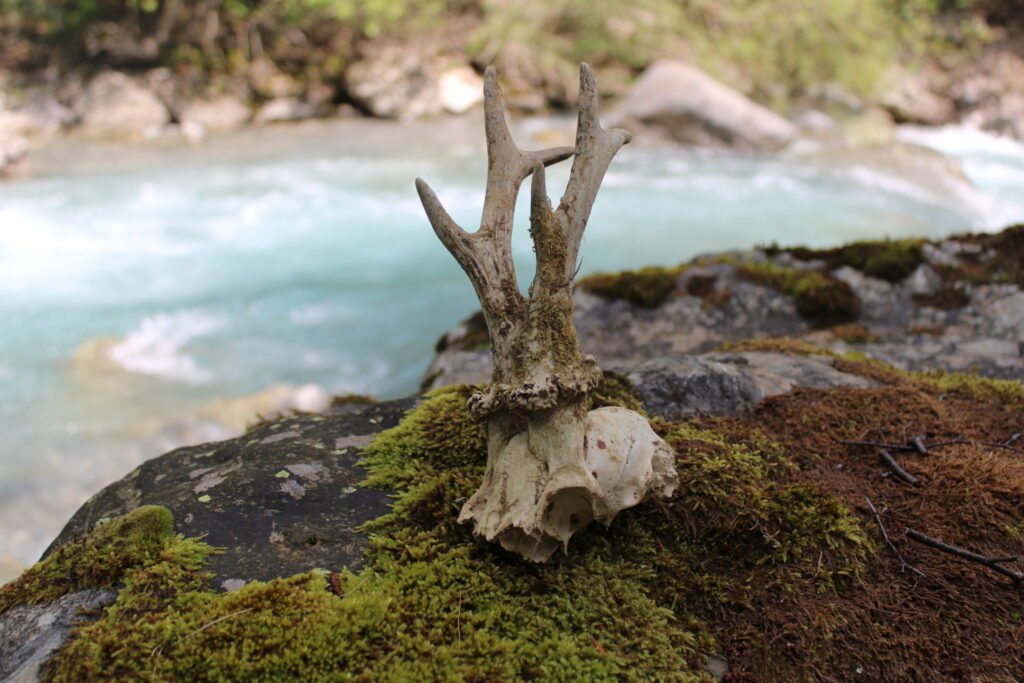 Fragment de crâne animal avec bois, posé sur mousse en pleine nature, pièce brute pour autel païen ou rituel chamanique.