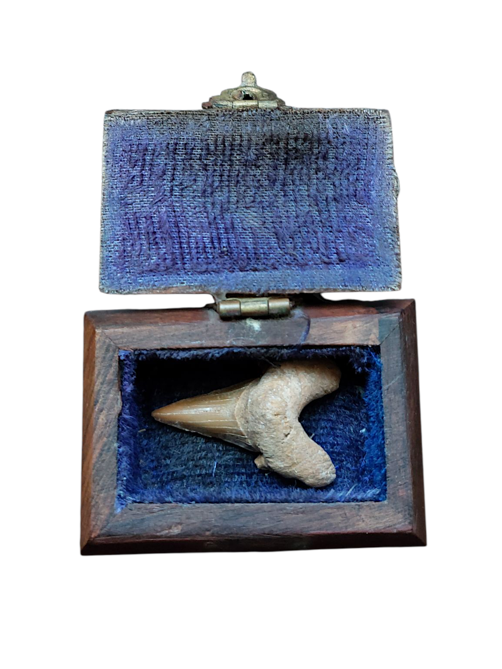 Dent fossile de requin dans coffret bois décoratif avec velours bleu
