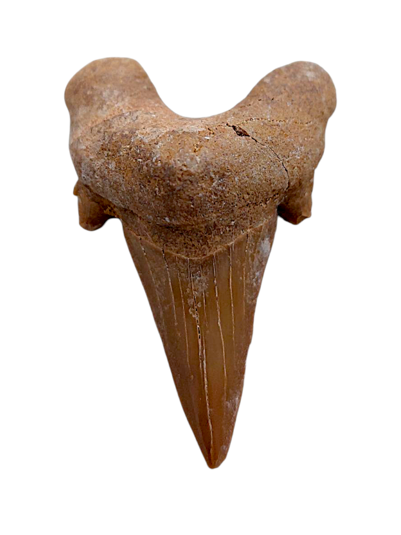 Dent fossile de requin authentique, plusieurs millions d’années